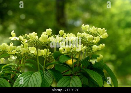 Viburnum Plicatum Tomentosum 'Kilimanjaro Sunrise' (Bush japonais de boules de neige) cultivé dans le jardin himalayen & Sculpture Park, North Yorkshire, Angleterre. Banque D'Images