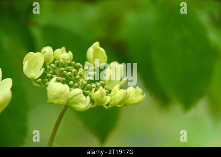 Viburnum Plicatum Tomentosum 'Kilimanjaro Sunrise' (Bush japonais de boules de neige) cultivé dans le jardin himalayen & Sculpture Park, North Yorkshire, Angleterre. Banque D'Images