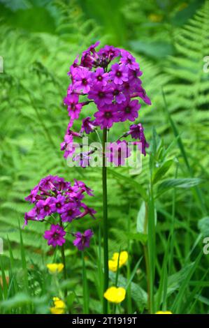 Candélabre mauve Primrose (Primula Beesiana) cultivée dans le Himalayan Garden & Sculpture Park, North Yorkshire, Angleterre. Banque D'Images