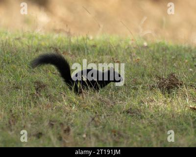 Un écureuil gris mélaniste, Sciurus carolinensis, connu sous le nom d'écureuil gris au Royaume-Uni. Banque D'Images