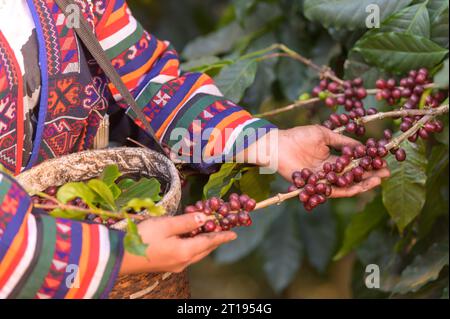 Gros plan d'une femme ramassant des grains de café frais dans une succursale, Thaïlande Banque D'Images