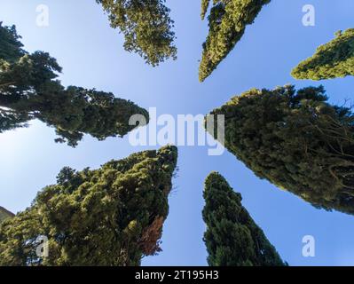 La Pieve de Santa Maria Assunta a Cellole. Église située à Pancole San Gimignano, Toscane, Italie centrale - Europe Banque D'Images