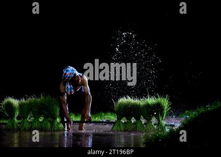 Agriculteur éclaboussant de l'eau sur des plants de riz, Thaïlande Banque D'Images