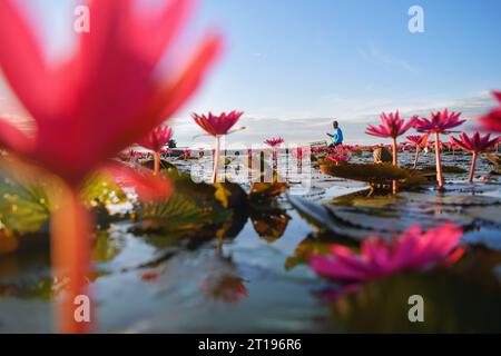 Pêcheur naviguant dans un bateau dans un lac rempli de fleurs roses de nénuphars, Mer Rouge de Lotus (Talay Bua Daeng), Udon Thani, Thaïlande Banque D'Images