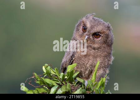 Portrait d'un jeune hibou d'escops eurasien (otus scops) sur une branche, Indonésie Banque D'Images