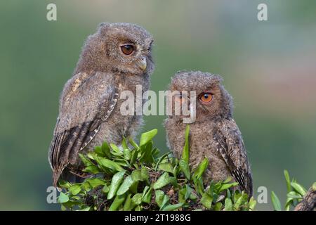 Deux chouettes escarpes juvéniles eurasiennes (otus scops) sur une branche, Indonésie Banque D'Images