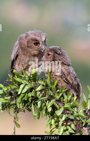 Deux chouettes juvéniles eurasiennes (otus scops) face à face sur une branche, en Indonésie Banque D'Images