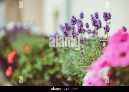 Gros plan de plantes de lavande poussant dans des boîtes de jardinière suspendues sur une rampe Banque D'Images