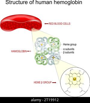 Structure de l'hémoglobine. Coupe transversale d'un globule rouge, gros plan d'une molécule d'hémoglobine et formule structurale d'un groupe hème b. Illustration vectorielle Illustration de Vecteur