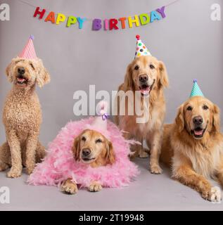 Golden Retrievers et un labradoodle assis sous une bannière Happy Birthday portant des chapeaux de fête Banque D'Images