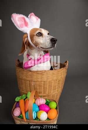 Chien Beagle habillé comme un lapin de Pâques assis dans un panier à côté d'un panier rempli d'œufs de Pâques peints Banque D'Images