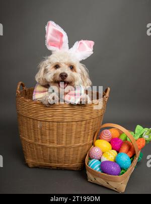 Chien Havanais miniature habillé comme un lapin de Pâques assis dans un panier à côté des œufs de Pâques peints Banque D'Images