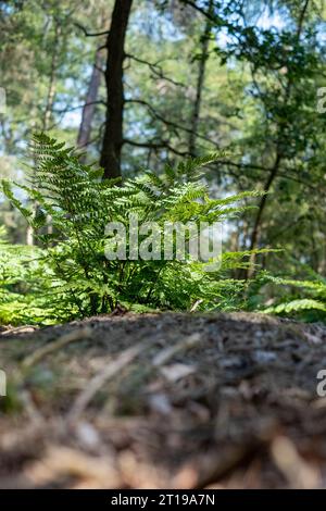 Une capture en gros plan d'une fougère vibrante, centrale et nette, placée sur un arrière-plan magnifiquement défocalisé de la forêt luxuriante, offrant une scène boisée tranquille. Fern sur Log In Forest Close-Up. Photo de haute qualité Banque D'Images