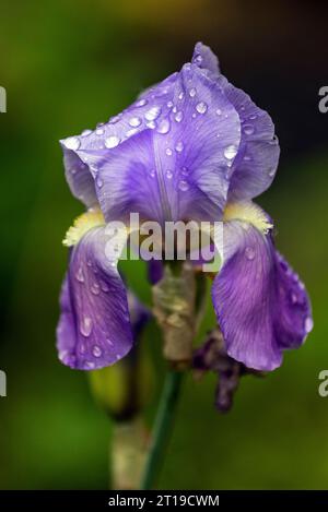 Photographie rapprochée de gouttelettes d'eau sur une fleur d'iris. Banque D'Images
