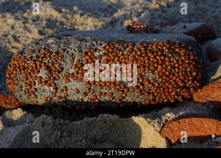 7 Spot Ladybird (Coccinella 7-punctata) concentration de coccinelles grouillantes rocher sur la plage Eccles-on-Sea, Norfolk, Royaume-Uni. Juillet Banque D'Images