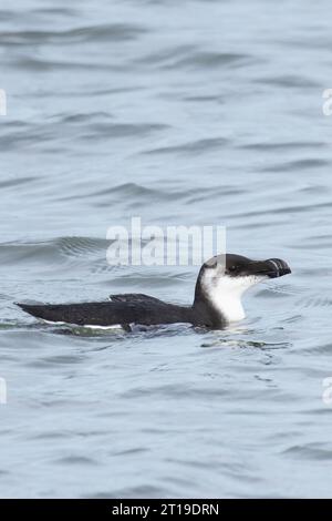 Razorbill (Alca torda) pêche hivernale au plumage Norfolk octobre 2023 Banque D'Images