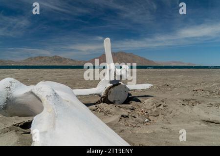 Os de baleine gris sur la baie de San Ignacio Lagoon, Basse-Californie, Mexique Banque D'Images