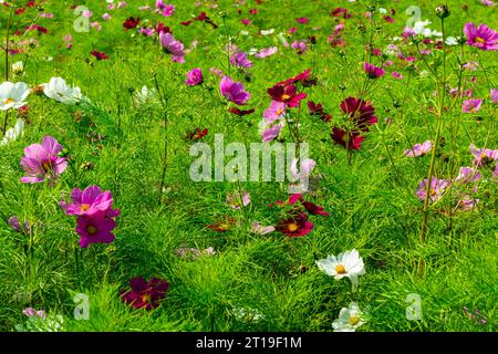 Fleurs cosmos roses, blanches, rouges et violettes poussant dans un champ en été. Banque D'Images