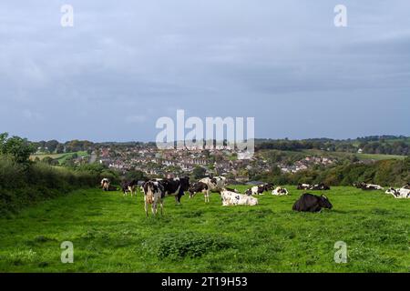 Vaches de bétail paissant dans les champs au-dessus du village de Cheddleton dans le Staffordshire Banque D'Images