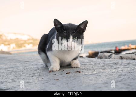 Chat de rue sur la promenade dans la journée Banque D'Images