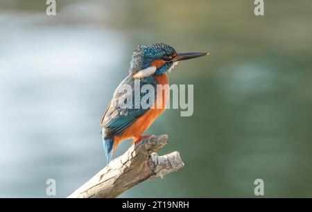 Common kingfisher, Eurasian Kingfisher (mâle) au bord d'une rivière, à la recherche de poissons, Andalousie, Espagne. Banque D'Images