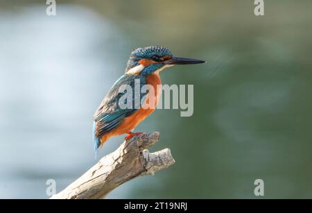 Common kingfisher, Eurasian Kingfisher (mâle) au bord d'une rivière, à la recherche de poissons, Andalousie, Espagne. Banque D'Images