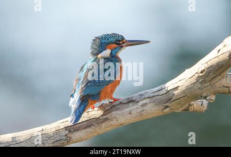 Common kingfisher, Eurasian Kingfisher (mâle) au bord d'une rivière, à la recherche de poissons, Andalousie, Espagne. Banque D'Images