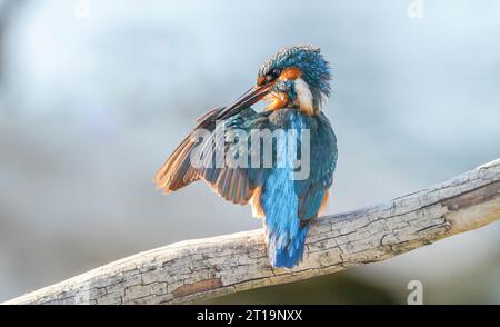 Common kingfisher, Eurasian Kingfisher mâle, au bord d'une rivière nettoyant ses ailes, après une plongée, Andalousie, Espagne. Banque D'Images