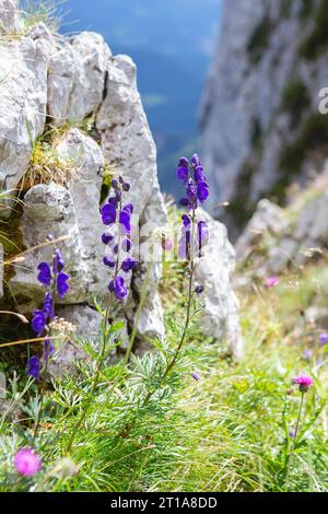 Fleurs de lupin violet poussant sur la roche. Les cloches bleues fleurissent dans les montagnes des Alpes en été. Floraison de montagne alpin bellflower dans la nature. Flora Banque D'Images