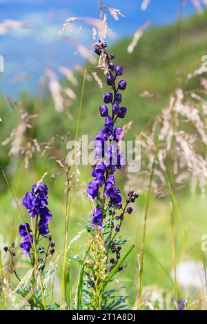 Les cloches bleues fleurissent dans les montagnes des Alpes en été. Fleurs violettes poussant sur le rocher. Floraison de montagne alpin bellflower dans la nature. Dos floral Banque D'Images