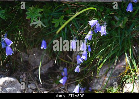 Les cloches bleues fleurissent dans les montagnes des Alpes en été. Fleurs de cloche violette poussant sur le rocher. Floraison de montagne alpin bellflower dans la nature. Floral Banque D'Images