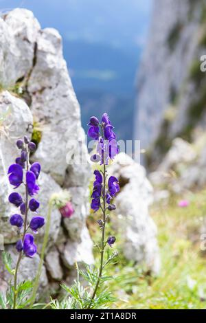 Les cloches bleues fleurissent dans les montagnes des Alpes en été. Fleurs de lupin violet poussant sur la roche. Floraison de montagne alpin bellflower dans la nature. Flora Banque D'Images