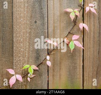 Parthenocissus quinquefolia, connu sous le nom de Virginia Creeper, Victoria Creeper, lierre à cinq feuilles, ou cinq doigts, poussant sur une clôture en bois en automne à centra Banque D'Images