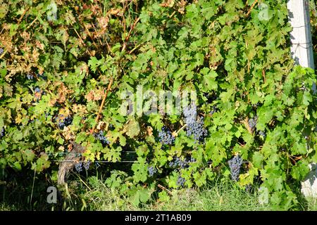 Vignes aux raisins noirs, Trebinje, Bosnie-Herzégovine Banque D'Images