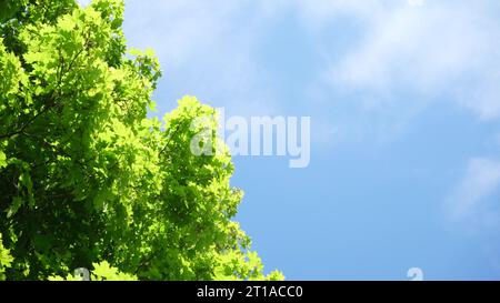 Un grand érable vert au feuillage dense se déplaçant dans le vent contre un ciel bleu avec des nuages. Vue à faible angle d'en bas avec en toile de fond DECID Banque D'Images