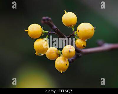 Baies jaunes d'automne de Celastrus orbiculatusCelastrus orbiculatus, un grimpeur à feuilles caduques robuste Banque D'Images