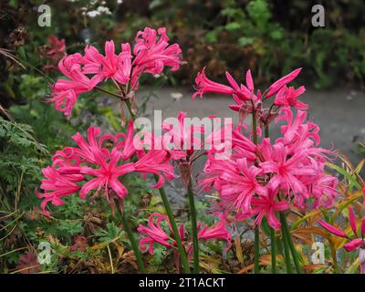 Fleurs roses dans les têtes fleuries d'automne du bulbe robuste, Nerine 'Zeal Giant' Banque D'Images