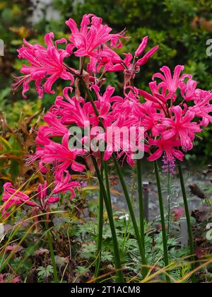 Fleurs roses dans les têtes fleuries d'automne du bulbe robuste, Nerine 'Zeal Giant' Banque D'Images