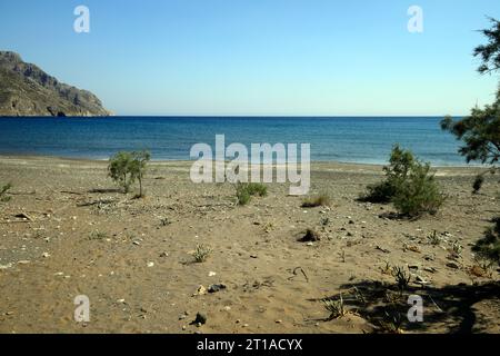 De jeunes tamaris prenant racine dans le sable de la plage d'Eristos, sur l'île de Tilos, aidant à former un nouveau système de dunes de sable. Prise en juin / juillet 2023. Banque D'Images