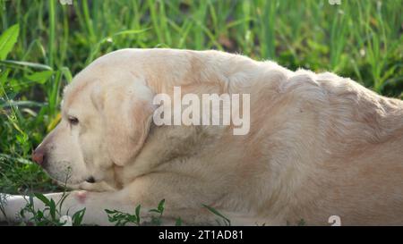 Fauve Labrador retriever dans le jardin sur un fond de feuilles vertes. Le chien se repose dans la nature Banque D'Images