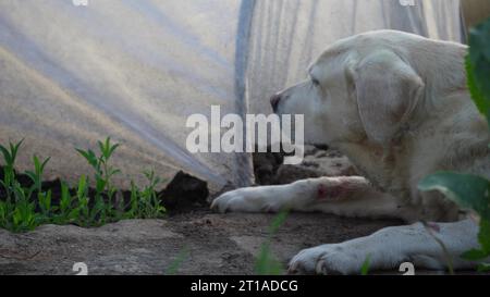 Fauve Labrador retriever dans le jardin sur un fond de feuilles vertes. Le chien se repose dans la nature Banque D'Images