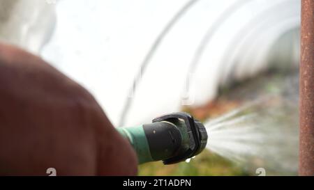 Pulvérisation d'arbustes de conifères de plantes vertes dans la serre avec des herbicides, des pesticides ou des insecticides. Irrigation avec des engrais, des produits chimiques. Recadrer Banque D'Images