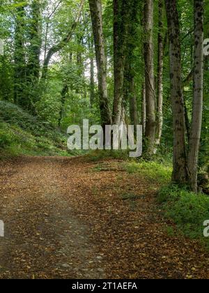 Sentier forestier avec hêtres, Lower Lodge Wood, Newark Park, Wotton Under Edge, Gloucestershire, Royaume-Uni. Banque D'Images