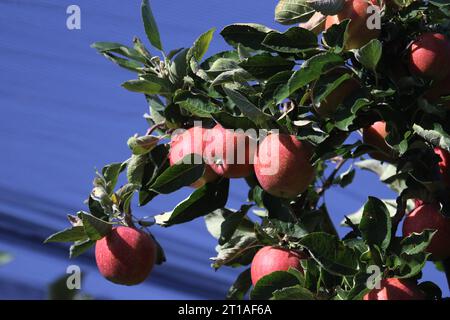 Italien, Südtirol 11. Oktober 2023 hier der Blick auf reife Äpfel, Apfel, BEI Dorf Tirol, Ernte, Obst reif *** Italie, Tyrol du Sud 11 octobre 2023 Voici la vue des pommes mûres, pomme, près de Dorf Tyrol, récolte, fruits, crédit Ripe : Imago/Alamy Live News Banque D'Images