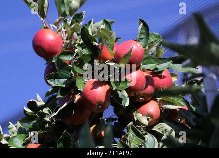 Italien, Südtirol 11. Oktober 2023 hier der Blick auf reife Äpfel, Apfel, BEI Dorf Tirol, Ernte, Obst reif *** Italie, Tyrol du Sud 11 octobre 2023 Voici la vue des pommes mûres, pomme, près de Dorf Tyrol, récolte, fruits, crédit Ripe : Imago/Alamy Live News Banque D'Images