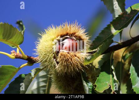 Italien, Südtirol 11. Oktober 2023 hier der Blick auf einen Kastanienbaum, Edelkastanie Castanea sativa, auch Esskastanie und Echte Kastanie, Maroni, Schenna *** Italie, Tyrol du Sud 11 octobre 2023 ici la vue d'un châtaignier, châtaignier Castanea sativa, aussi châtaignier et châtaignier, châtaigner, Schenna. Crédit : Imago/Alamy Live News Banque D'Images