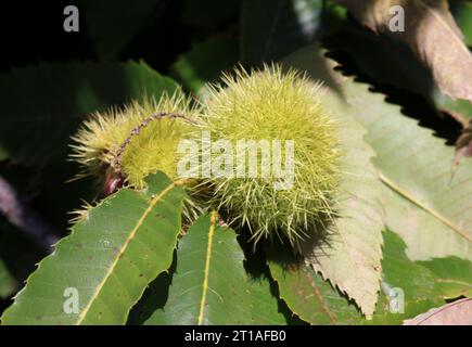 Italien, Südtirol 11. Oktober 2023 hier der Blick auf einen Kastanienbaum, Edelkastanie Castanea sativa, auch Esskastanie und Echte Kastanie, Maroni, Schenna *** Italie, Tyrol du Sud 11 octobre 2023 ici la vue d'un châtaignier, châtaignier Castanea sativa, aussi châtaignier et châtaignier, châtaigner, Schenna. Crédit : Imago/Alamy Live News Banque D'Images