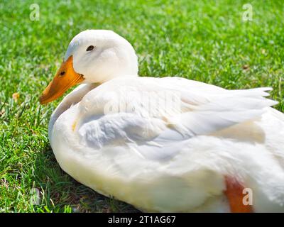 Le canard blanc américain de pékin avec du jaune est assis au soleil sur l'herbe verte à la volière du parc à Walla Walla, Washington. Banque D'Images