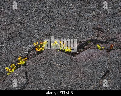 De petites plantes vertes poussent à travers une petite fissure / crevasse dans la roche de lave à Hawaii, Volcanoes National Park. Banque D'Images