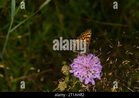 Melitaea athalia famille Nymphalidae genre Mellicta Heath papillon fritillaire nature sauvage photographie d'insectes, image, papier peint Banque D'Images